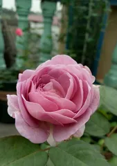 Creating a Beautiful Blue Storm Rose Garden (How to Properly Prune Blue Storm Roses - Pruning Techniques Explained)