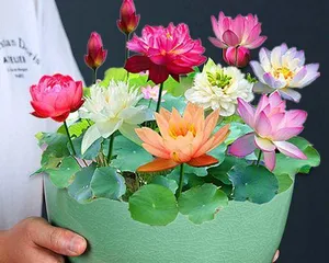 Lotus Planting Guide (How to plant lotus in spring, and how to care for and propagate lotus?) 2