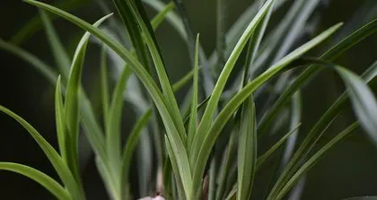 The Outdoor Care Methods for Orchids (Help Your Orchids Grow Strong Outdoors!)