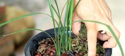 Outdoor Orchid Care Methods (Make Your Orchids Thrive Outdoors!) 2