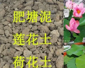 Lotus Planting Guide (How to plant lotus in spring, and how to care for and propagate lotus?) 3