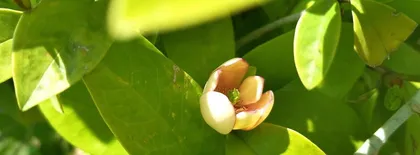 A Guide to Indoor Care of Michelia (How to Grow Healthy and Beautiful Michelia)