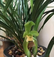 Outdoor Orchid Care Methods (Make Your Orchids Thrive Outdoors!) 3