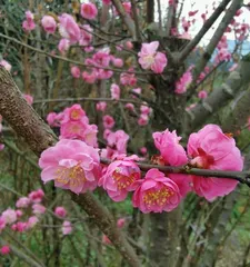 Tips on Growing Plum Blossoms at Home (Creating a refined indoor garden to enjoy the beauty of plum blossoms in full bloom)
