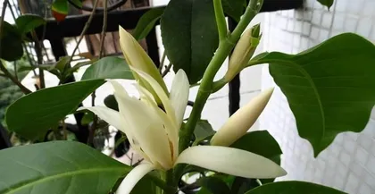 Michelia Home Care Guide (How to Cultivate Healthy and Beautiful Michelia) 2