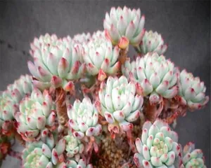 Care Tips for Blue Apples (Creating Healthy and Beautiful Trees)