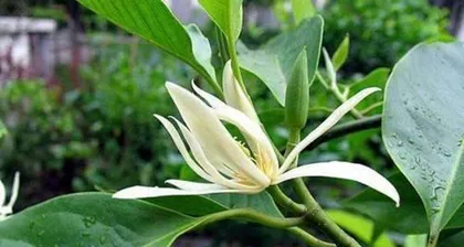 Michelia Home Care Guide (How to Cultivate Healthy and Beautiful Michelia) 3