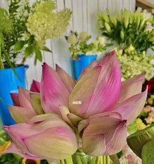 Essential Knowledge for Keeping Homegrown lotuses (Creating a Comfortable Home Lotus Pot Landscape, Enjoying a Beautiful Life)