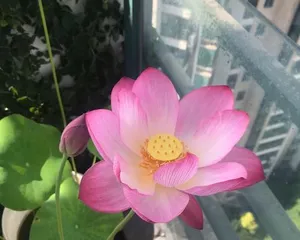 Essential Knowledge for Growing Lotuses at Home (Creating Comfortable Home Lotus Bonsai, Enjoying Beautiful Life) 2