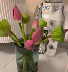 Essential Knowledge for Growing Lotuses at Home (Creating Comfortable Home Lotus Bonsai, Enjoying Beautiful Life) 3