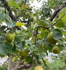 The Big Reveal of Pear Tree Grafting—Which Trees Are Suitable for Grafting onto Pear Trees (Pear Tree Grafting Precautions for a More Productive Orchard)