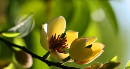 Care Guide for the Laughing Flower (She blooms with charming smiles whether in sunlight or shade)