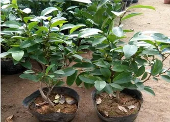 Michelia Care Guide (Sunlight and Shade, She Can Bloom with Charming Smiles) 2