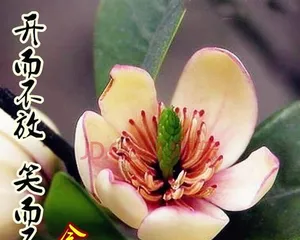 Michelia Care Guide (Sunlight and Shade, She Can Bloom with Charming Smiles) 3