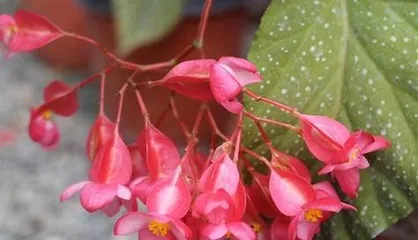 Is the Scented Lily Sun-Loving or Shade-Loving? (Scientific Research Reveals the Growth Habits and Preferences of the Scented Lily)