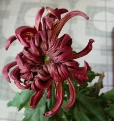 Can chrysanthemums be grown at home? (Exploring techniques and methods for growing chrysanthemums at home)