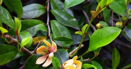 How to easily maintain Magnolia soulangeana？（Cultivation methods and care points for Magnolia soulangeana）