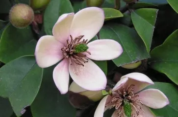 How to easily care for Michelia? (Cultivation methods and care points for Michelia) 2