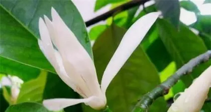 How to easily care for Michelia? (Cultivation methods and care points for Michelia) 3