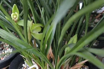 Understand the blooming time and care methods of orchids (Exploring the blooming time and blooming cycle of orchids)