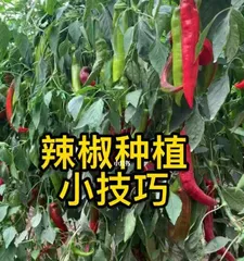 Mastering the chili pepper planting time helps you get a full plate of red chilies (chili pepper cultivation cycle, planting time, and care tips all in one)