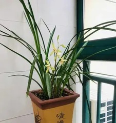 Understanding Orchid Blooming Time and Cultivation Methods (Exploring Orchid Blooming Time and Cycle) 2