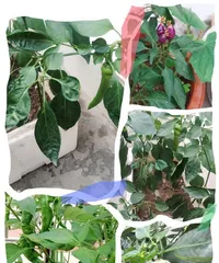 Mastering Chili Planting Time, Helping You Get a Full Plate of Red Chilies (Complete Guide to Chili Cultivation Cycle, Planting Time, and Maintenance Tips) 2