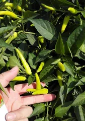 Mastering Chili Planting Time, Helping You Get a Full Plate of Red Chilies (Complete Guide to Chili Cultivation Cycle, Planting Time, and Maintenance Tips) 3