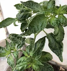 How to Solve the Problem of Pepper Leaves Falling (Master Care Techniques to Help Peppers Grow Vigorously)