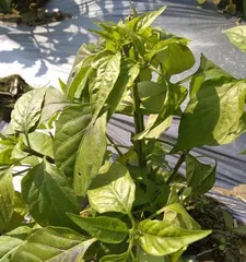 How to Solve Chili Pepper Leaf Drop Problem (Master Maintenance Techniques, Let Chili Peppers Grow Vigorously) 2