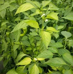 How to Solve Chili Pepper Leaf Drop Problem (Master Maintenance Techniques, Let Chili Peppers Grow Vigorously) 3