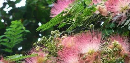 The symbolic meaning of the Chinese parasol tree (exploring the cultural connotations and symbolic significance of the Chinese parasol tree)