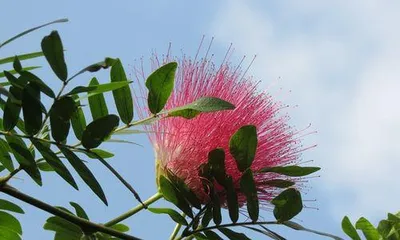 Albizia Flower Symbolism (Exploring Cultural Connotations and Symbolic Meanings of Albizia Flowers) 2