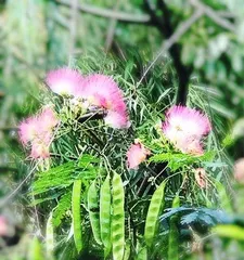 Albizia Flower Symbolism (Exploring Cultural Connotations and Symbolic Meanings of Albizia Flowers) 3