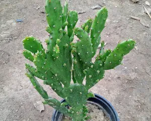 Echinopsis eyriesii Propagation and Care (Exploring Methods and Precautions for Echinopsis eyriesii Propagation) 2
