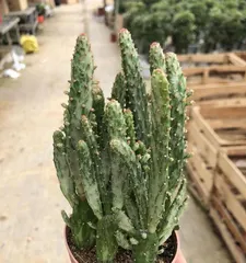 Echinopsis eyriesii Propagation and Care (Exploring Methods and Precautions for Echinopsis eyriesii Propagation) 3