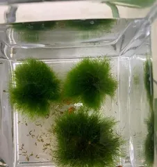 Marimo Care and Fluffing Techniques (Creating Eye-catching Creatures in Your Aquarium - Marimo Balls) 2