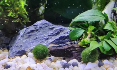 Marimo Care and Fluffing Techniques (Creating Eye-catching Creatures in Your Aquarium - Marimo Balls) 3