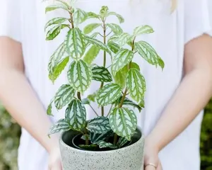 冷水花 - Indoor Care Guide (Choosing Healthy and Beautiful Indoor Plants)