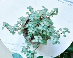 Pilea - Indoor Care Guide (Healthy and Beautiful Indoor Plant Choice) 2