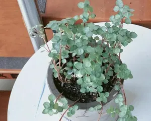 Pilea - Indoor Care Guide (Healthy and Beautiful Indoor Plant Choice) 3