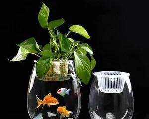 Aquatic Care Guide for Pilea (Growing in Water, Lush Greenery – Detailed Explanation of Pilea Hydroponic Care)