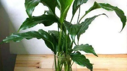 Pilea Hydroponic Care Guide (Growing in Water, Lush Greenery – Detailed Guide to Pilea Hydroponics) 2