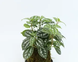 Pilea Hydroponic Care Guide (Growing in Water, Lush Greenery – Detailed Guide to Pilea Hydroponics) 3