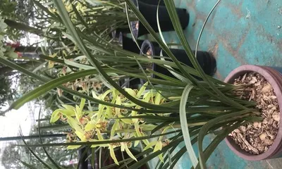 Orchids, the king of beautiful flowers (rich varieties, easy to care for)