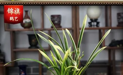 Orchid Grass, King of Beautiful Flowers (Rich Varieties, Easy Care) 2