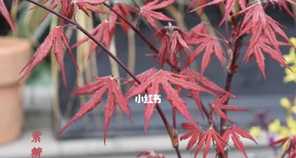 You can also grow beautiful maple trees at home (master these techniques to easily create your own private maple leaf paradise)
