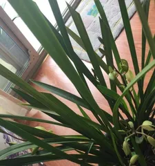 Orchid Grass, King of Beautiful Flowers (Rich Varieties, Easy Care) 3