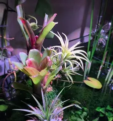 Bromeliad Potting and Maintenance Methods (Potting Time, Light, Water and Fertilizer Management) 1