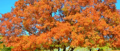 You Can Also Grow Beautiful Maple Trees at Home (Master These Techniques to Easily Create Your Private Maple Leaf Space) 2